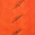 Skóra jesiotra Nova® Mat, Orange