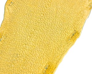 Skóra zębacza Naya® Raw, Lemon